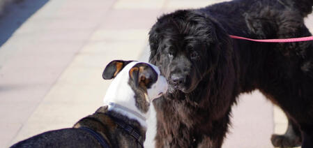 Lenguaje canino