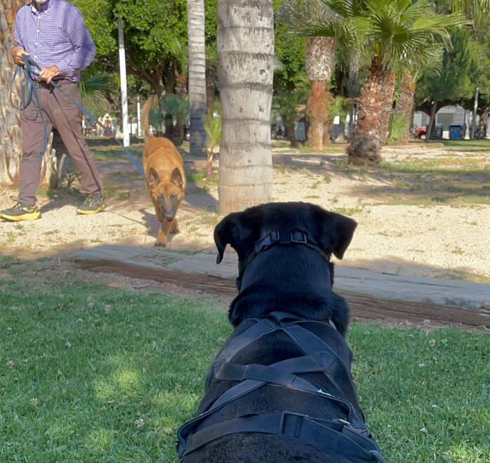 Lenguaje canino
